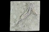 Plate Of Crinoid Fossils - Crawfordsville, Indiana #94482-1